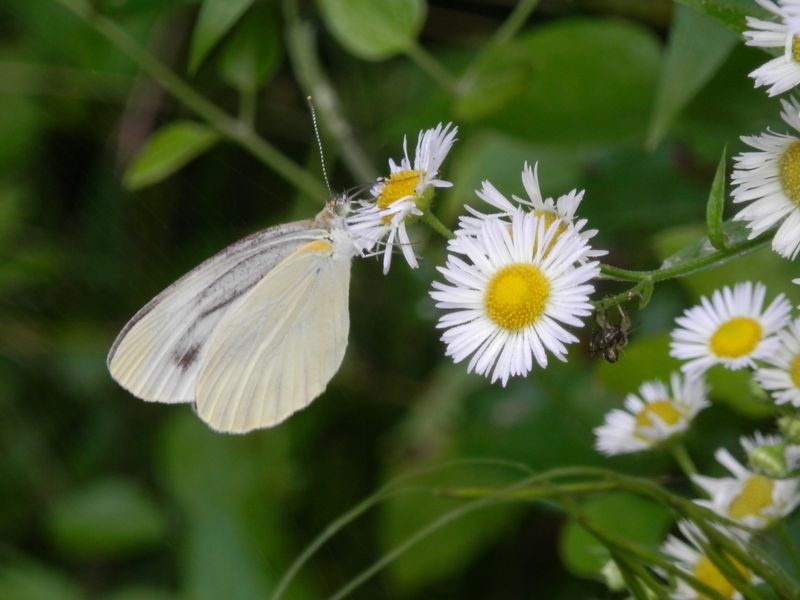スジグロシロチョウ（♀）とヒメジョオン