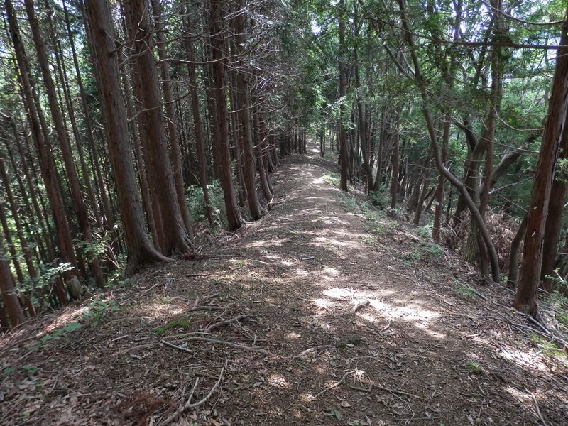 北高尾山稜 -- 大嵐山から黒ドッケに向かう