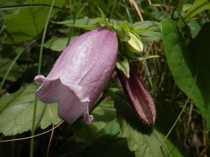 ホタルブクロの毛