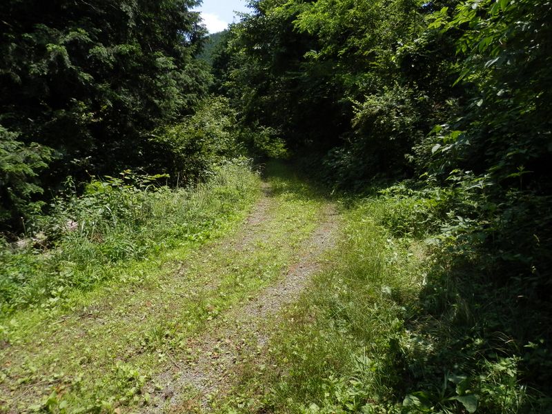 北高尾山稜 -- ここで少しだけ林道を歩く