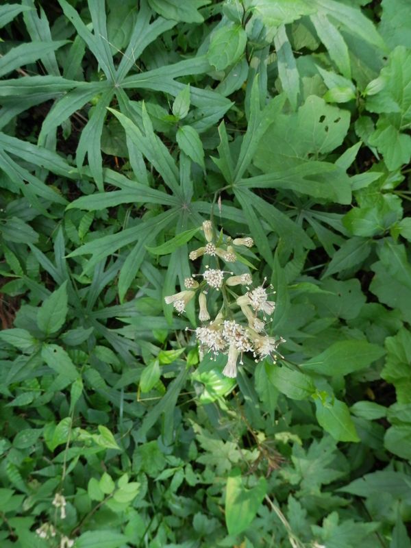 ヤブレガサの花