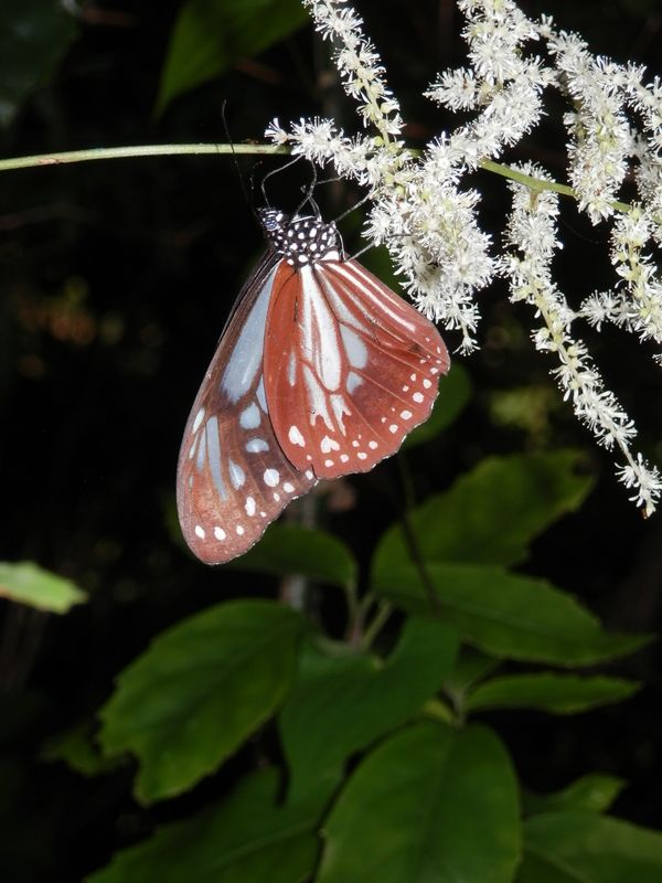 アサギマダラとアカショウマの花