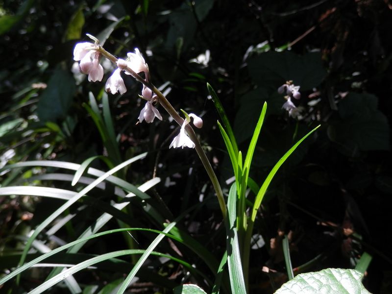 北高尾山稜 -- 再びリュウノヒゲ