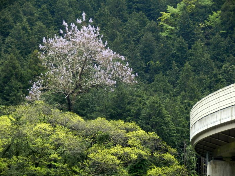 キリ（桐）だろうな