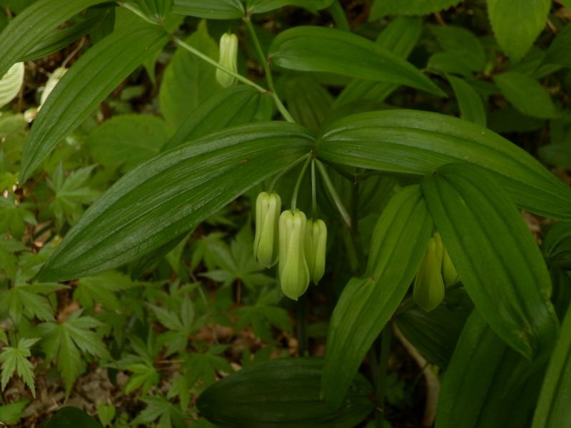 ホウチャクソウ