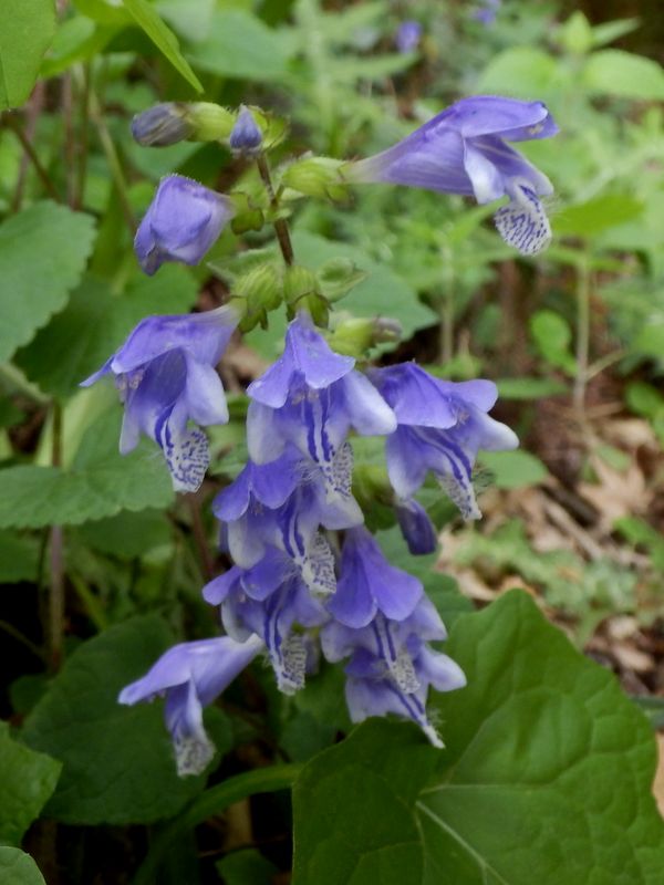 ラショウモンカズラ