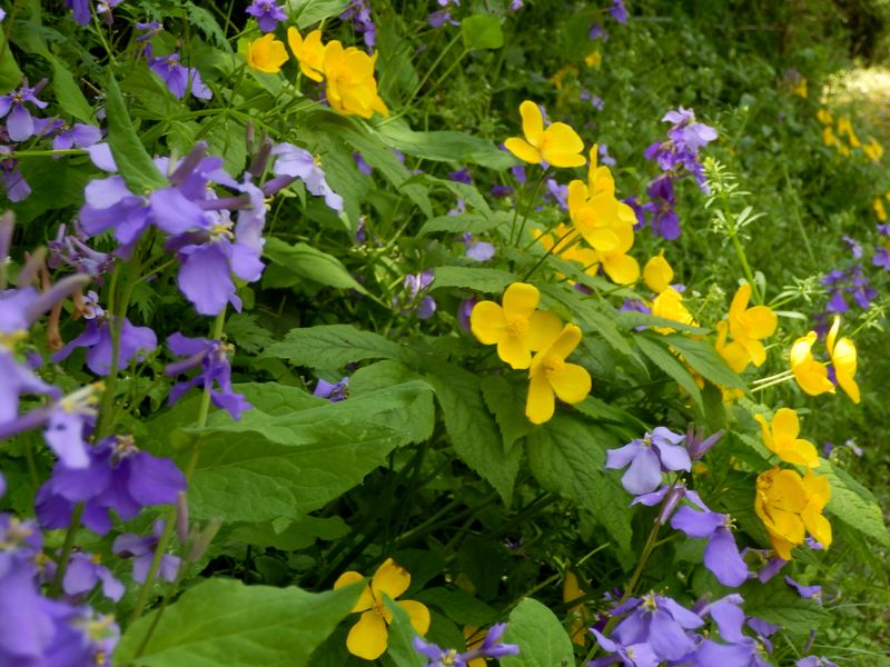 オオアラセイトウとヤマブキソウ