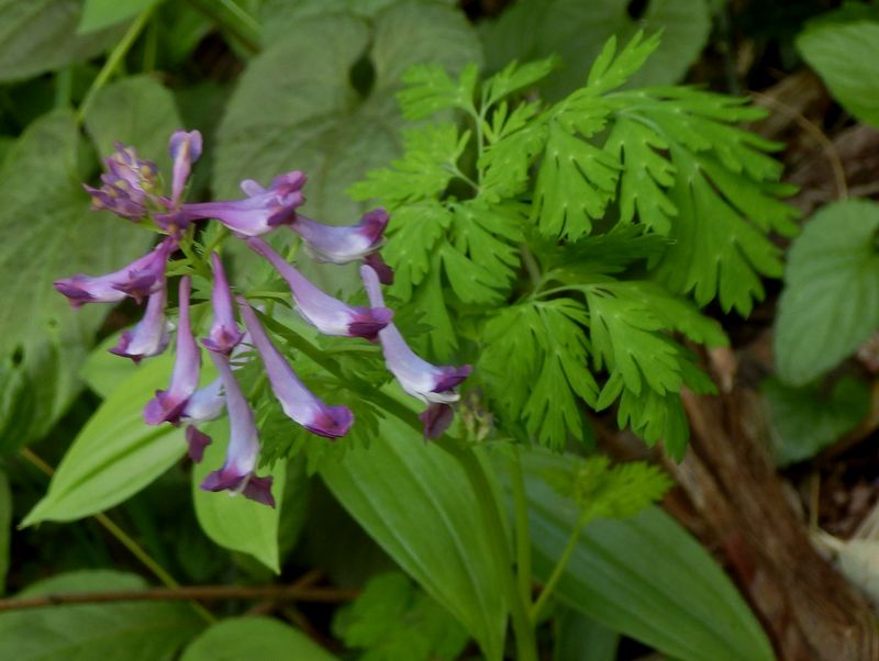 ムラサキケマン