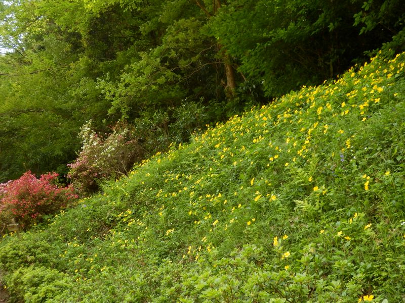 ヤマブキソウの群落