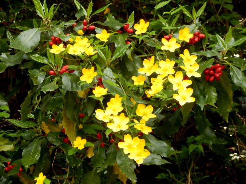 アオキとヤマブキ