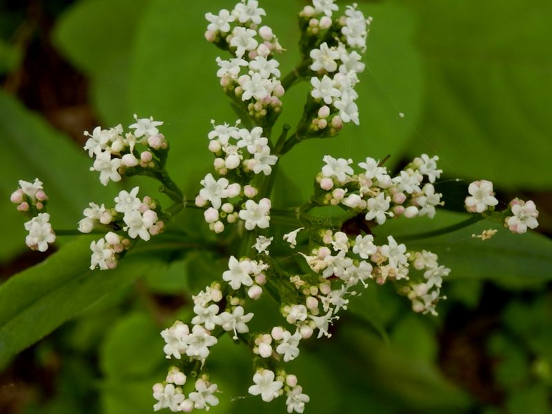 ツルカノコソウ