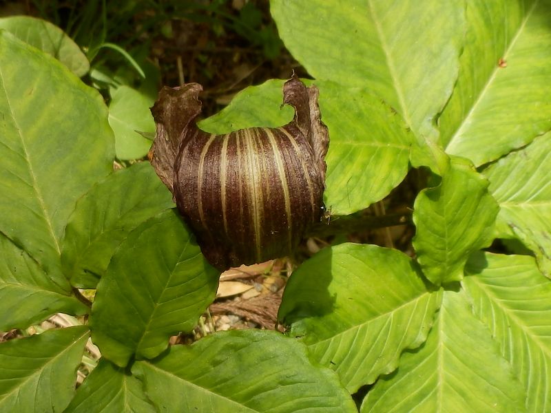 ミミガタテンナンショウ