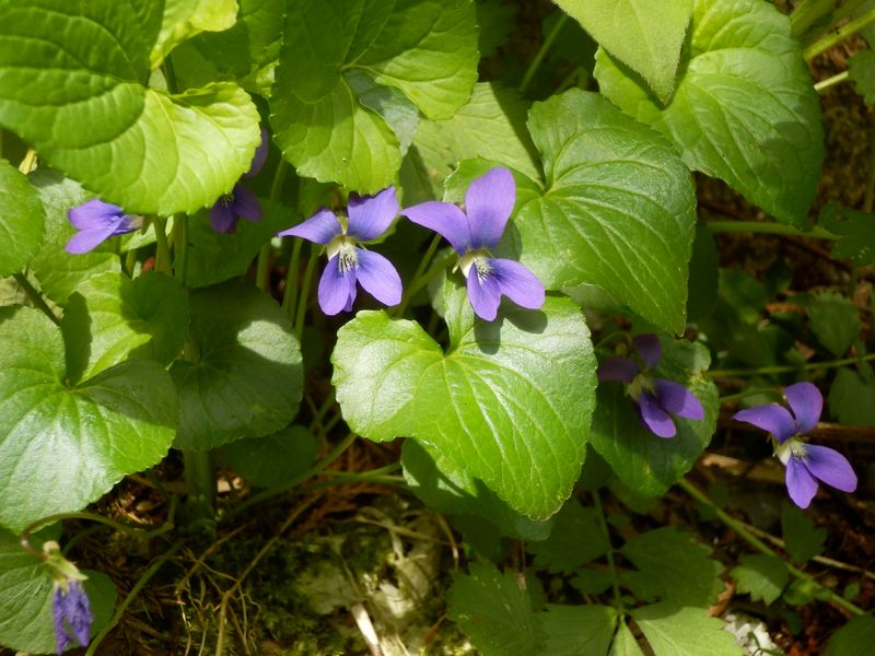 アメリカスミレサイシン