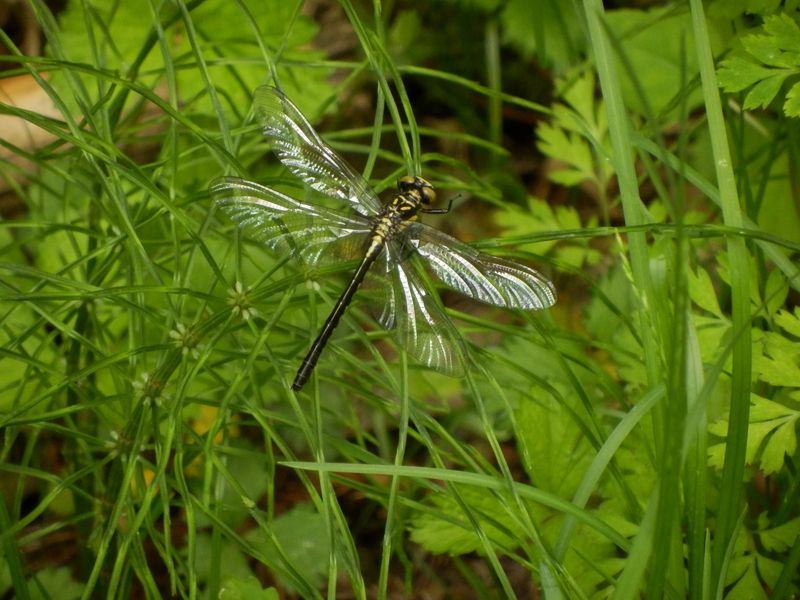 ヒメクロサナエ