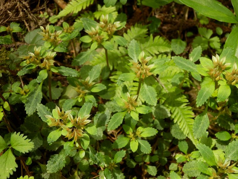 ヨゴレネコノメかな？