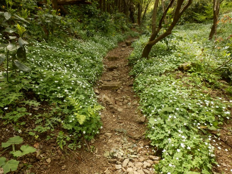 ニリンソウの群生地