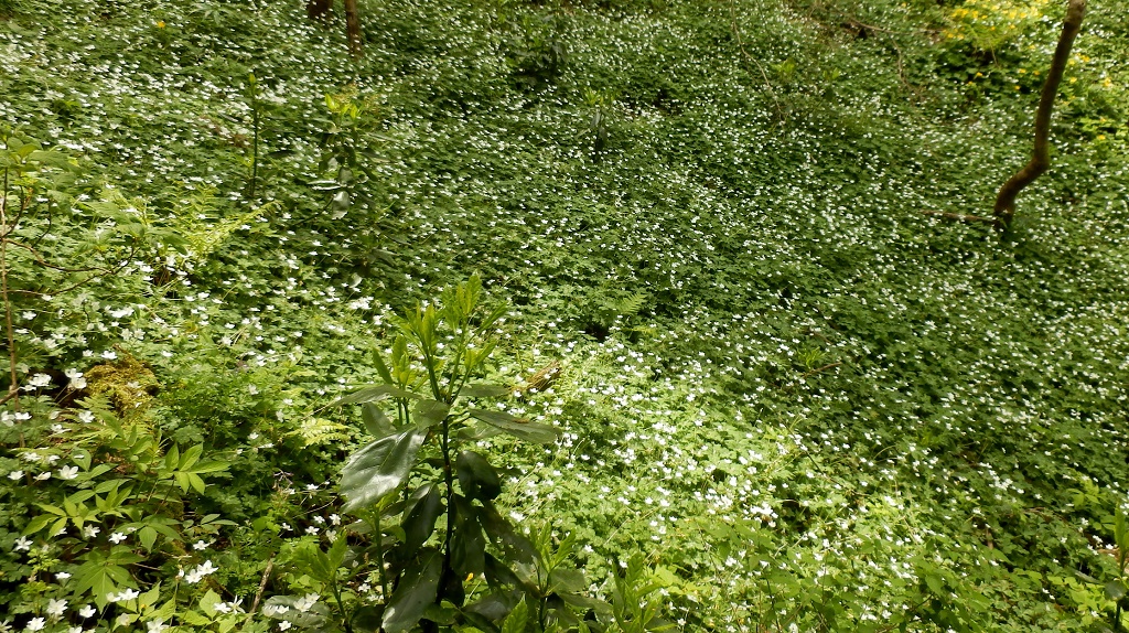 ニリンソウがびっしり
