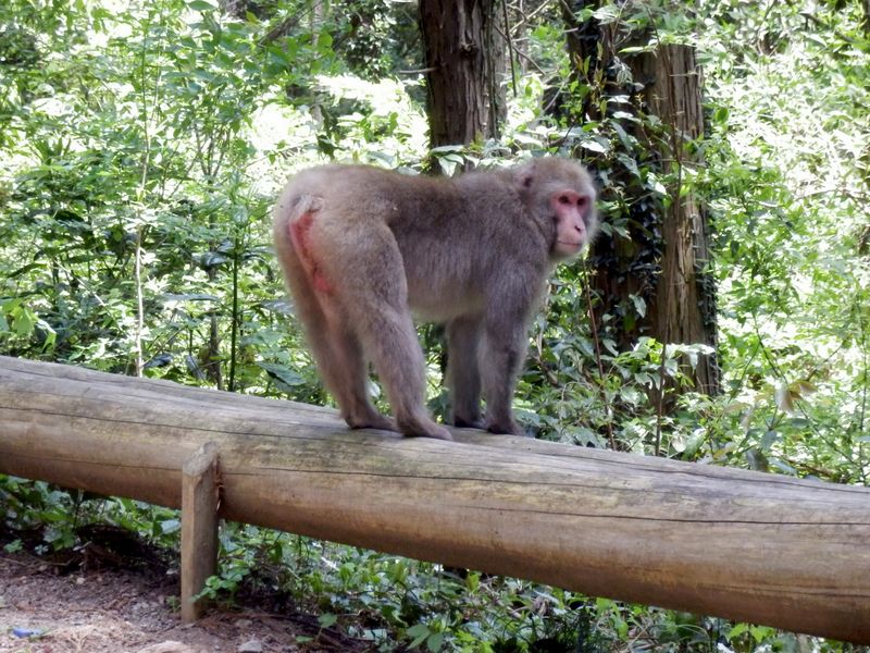ニホンザル