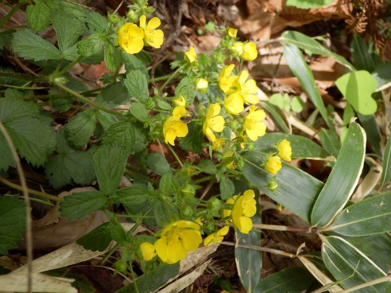 ミツバツチグリかな