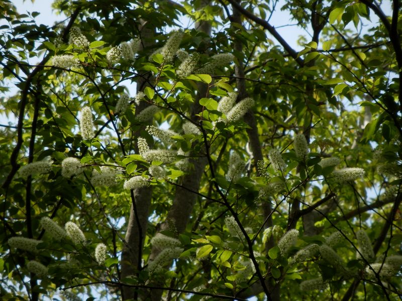 ウワミズザクラ