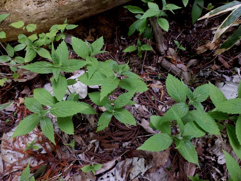 シモバシラ.jpg (large)