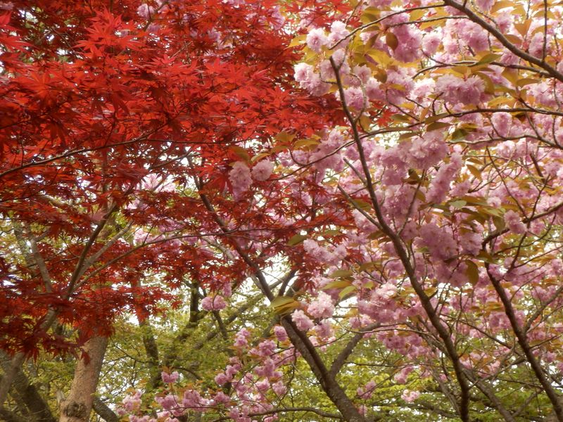 モミジと桜