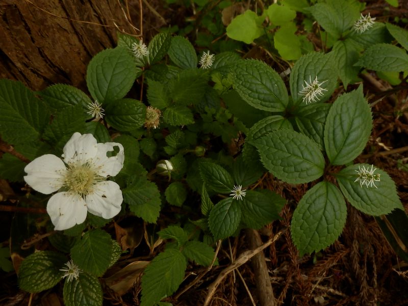 ヒトリシズカとクサイチゴ