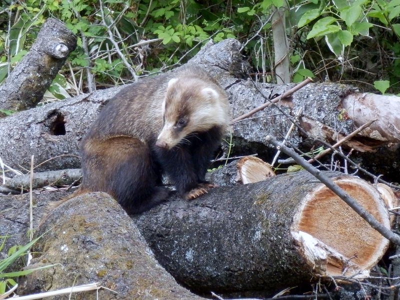 ニホンアナグマ