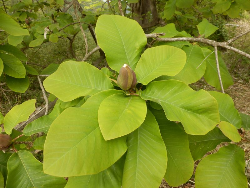 ホオノキのつぼみ