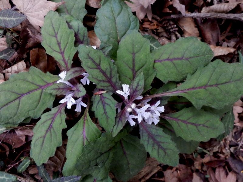 ツクバキンモンソウ