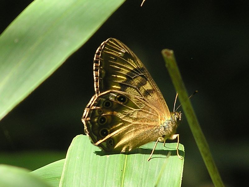 小金沢山・牛奥ノ雁ヶ腹摺山 -- ヒメキマダラヒカゲ