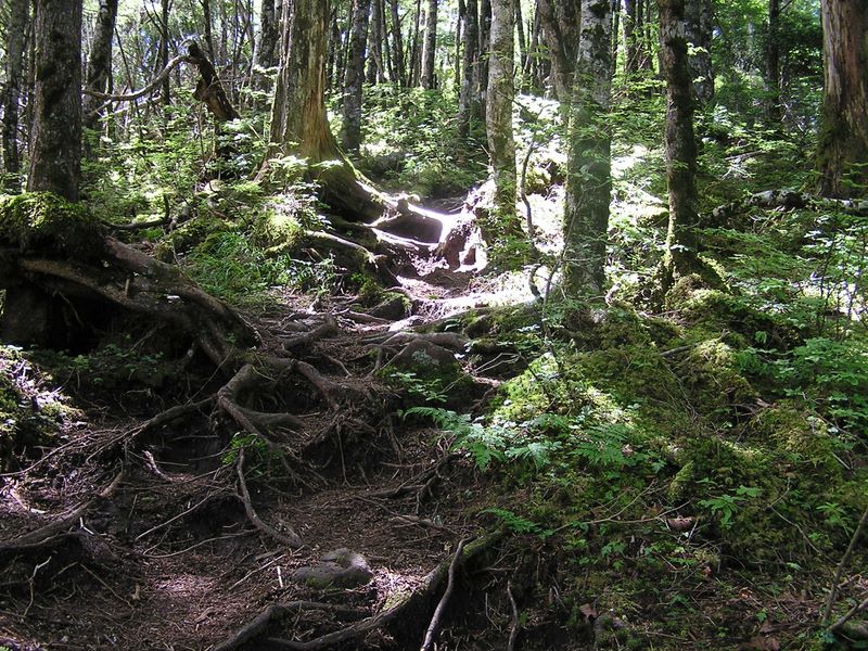 小金沢山への苔むした道を登る