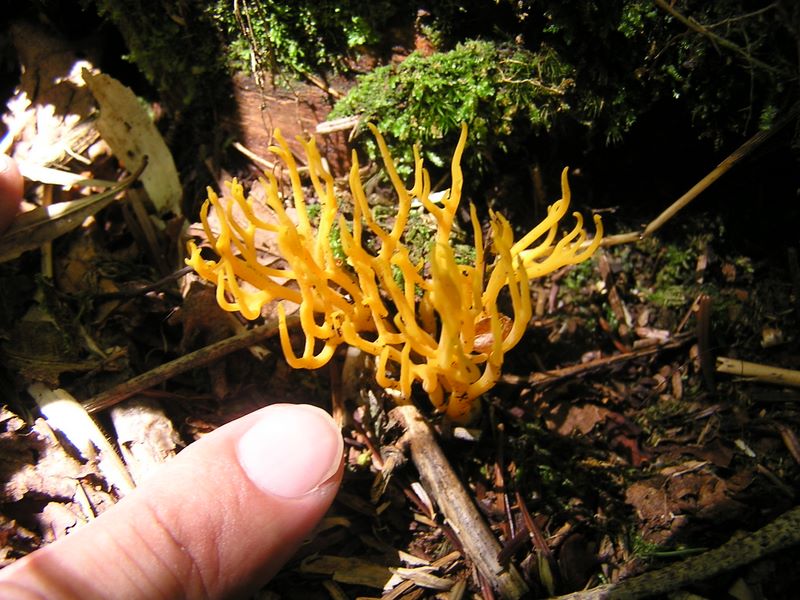 小金沢山・牛奥ノ雁ヶ腹摺山 -- 海藻のようなキノコ
