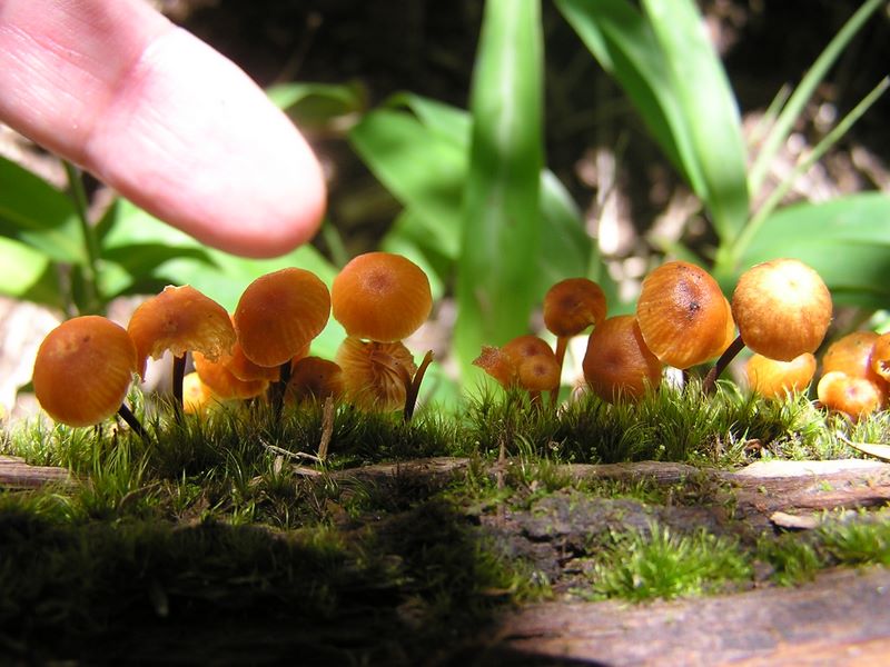 小金沢山・牛奥ノ雁ヶ腹摺山 -- こんなサイズ