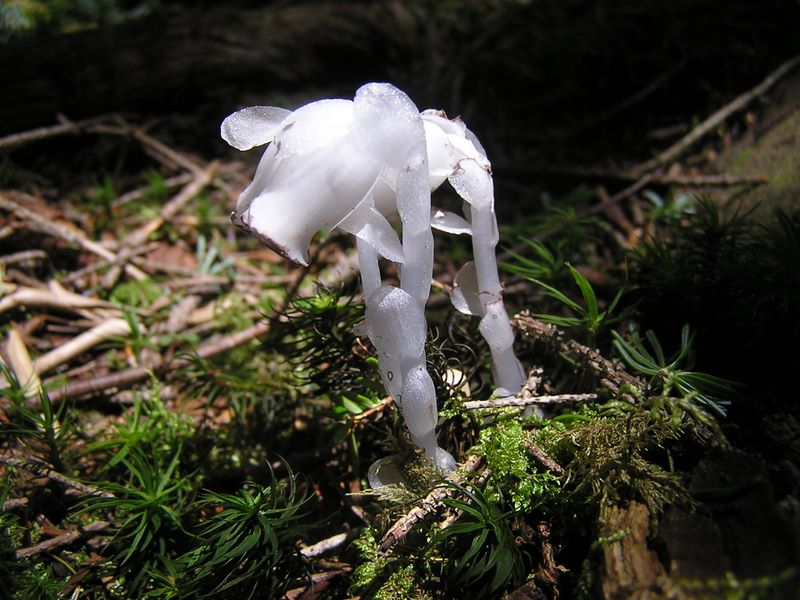 小金沢山・牛奥ノ雁ヶ腹摺山 -- ギンリョウソウ