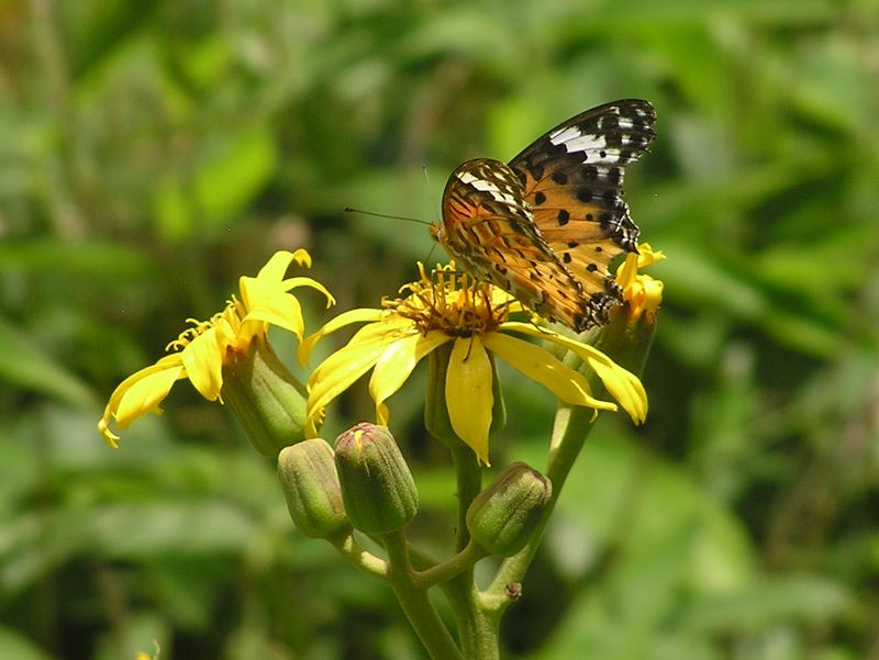 小金沢山・牛奥ノ雁ヶ腹摺山 -- ツマグロヒョウモンとフキの花