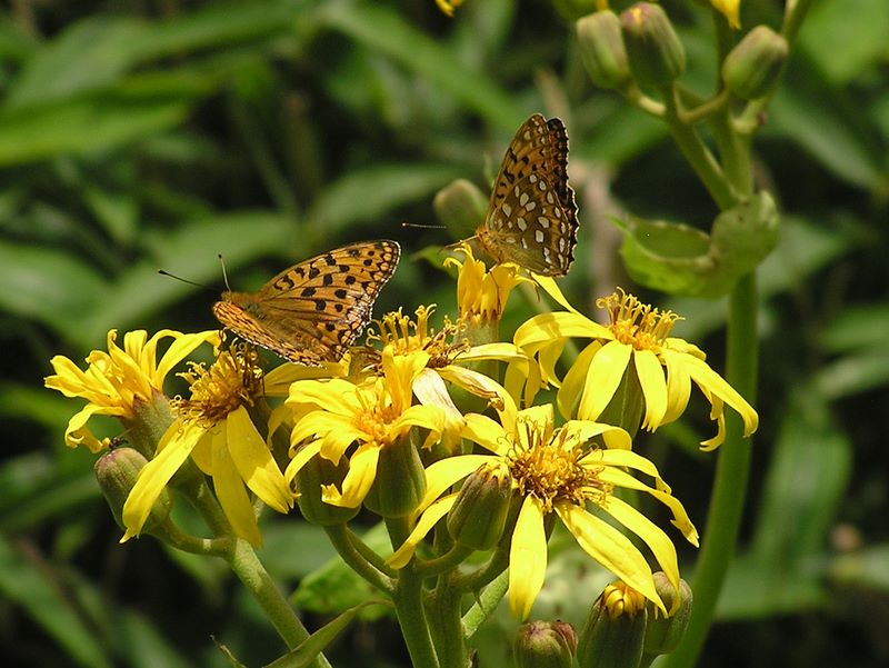 小金沢山・牛奥ノ雁ヶ腹摺山 -- ギンボシヒョウモンとフキの花