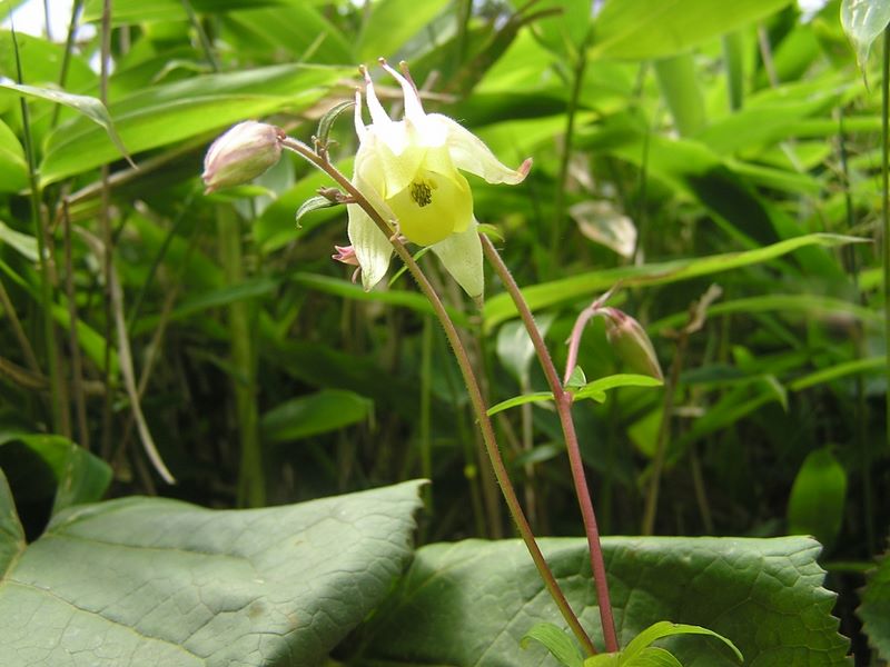 小金沢山・牛奥ノ雁ヶ腹摺山 -- キバナヤマオダマキ