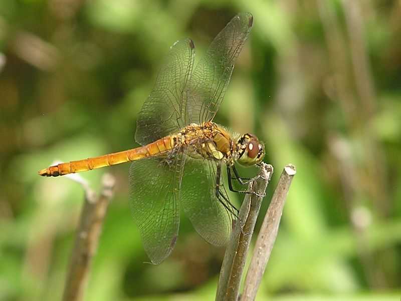 小金沢山・牛奥ノ雁ヶ腹摺山 -- アキアカネかな