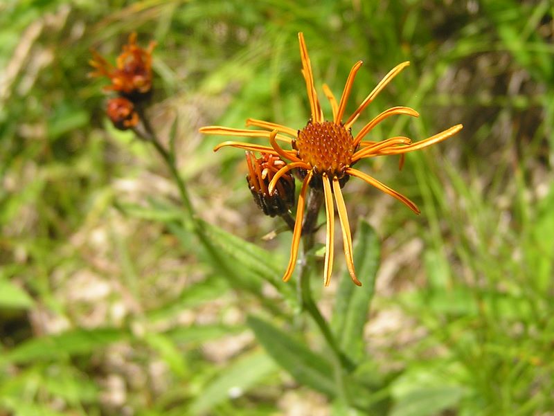 小金沢山・牛奥ノ雁ヶ腹摺山 -- コウリンカ