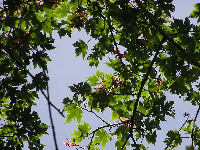 小金沢山・牛奥ノ雁ヶ腹摺山 -- 赤い実のついたカエデ