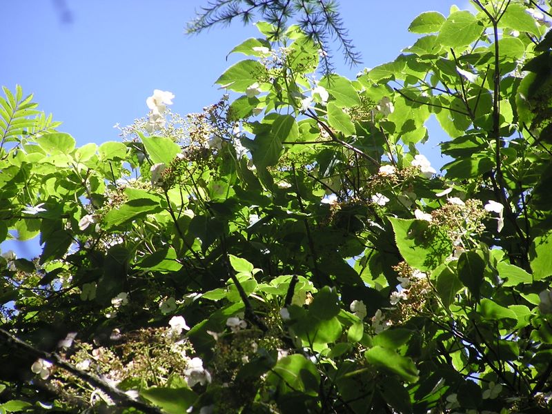 小金沢山・牛奥ノ雁ヶ腹摺山 -- ツルアジサイ