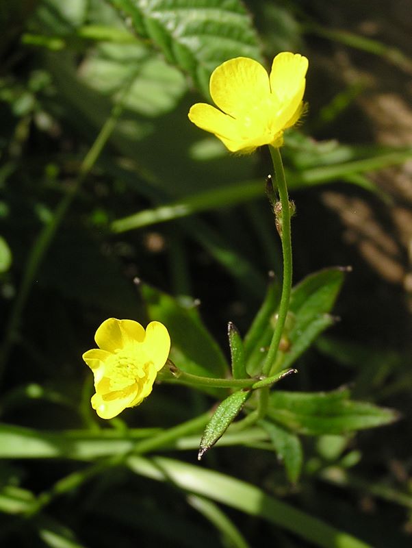 小金沢山・牛奥ノ雁ヶ腹摺山 -- キンポウゲ