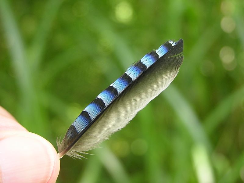 この羽根の落とし主は？