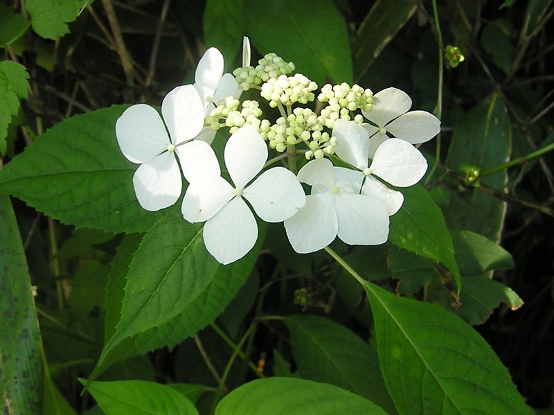 小金沢山・牛奥ノ雁ヶ腹摺山 -- ヤマアジサイ