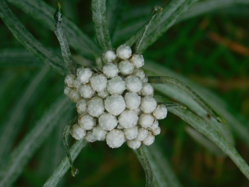 ヤマハハコのつぼみ