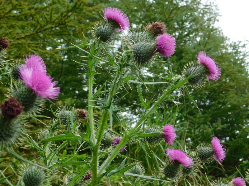 ノハラアザミかな