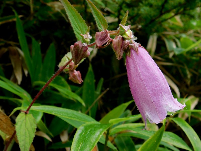 ヤマホタルブクロ