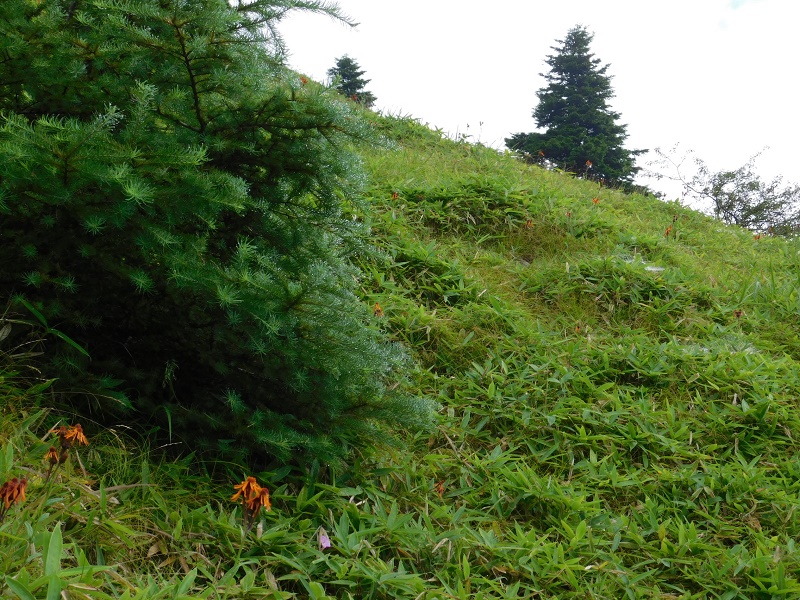 コンリンカが目立つ