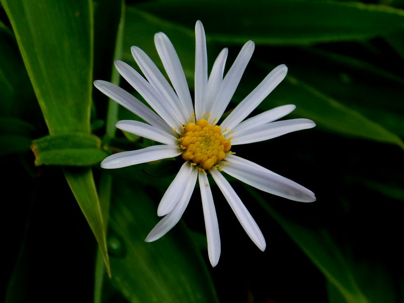 シロヨメナかな